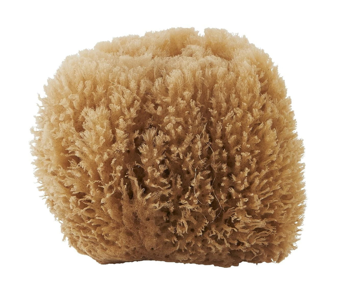 Meraki Sponge, Bahamy