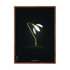  Snowdrop Classic Poster Dark Wood Frame A5 Black Background