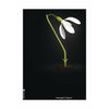 Pomysły Klasyczny plakat Snowdrop bez ramki 50x70 cm czarne tło