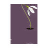  Snowdrop Classic Poster Without Frame 50x70 Cm Purple Background