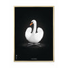  Swan Classic Poster Brass Frame 50 X70 Cm White/White Background