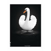  Swan Classic Poster Without Frame 50 X70 Cm White/White Background