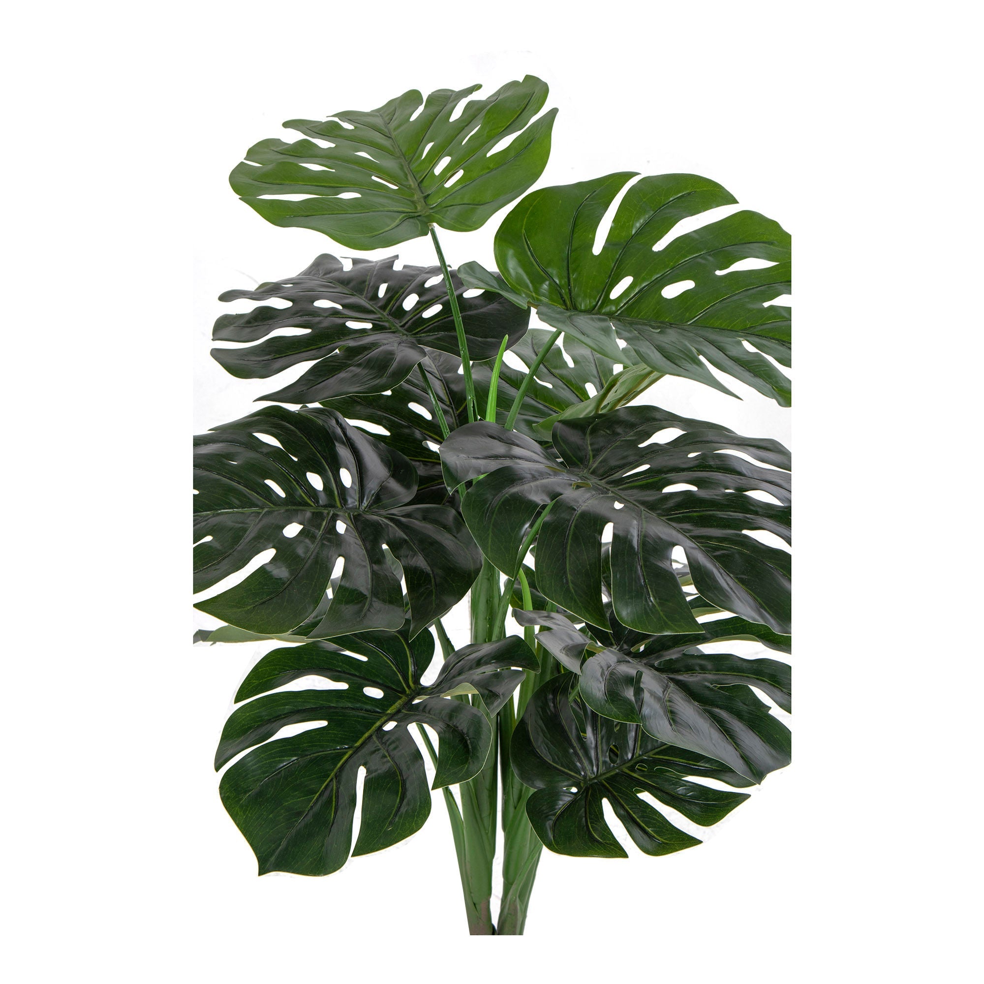 Dom Nordic Monstera