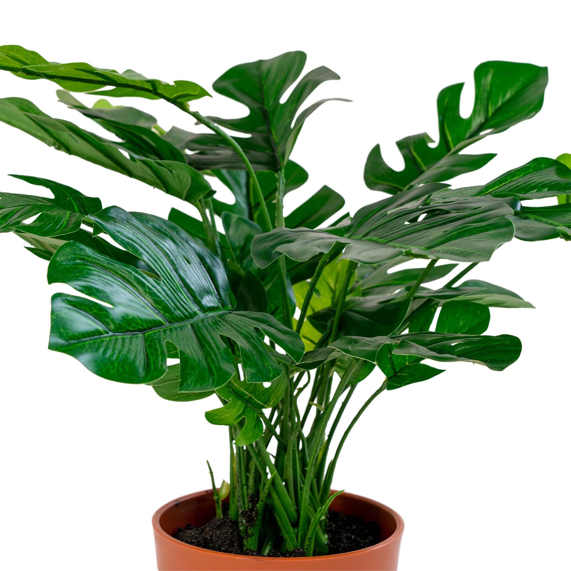 Dom Nordic Monstera