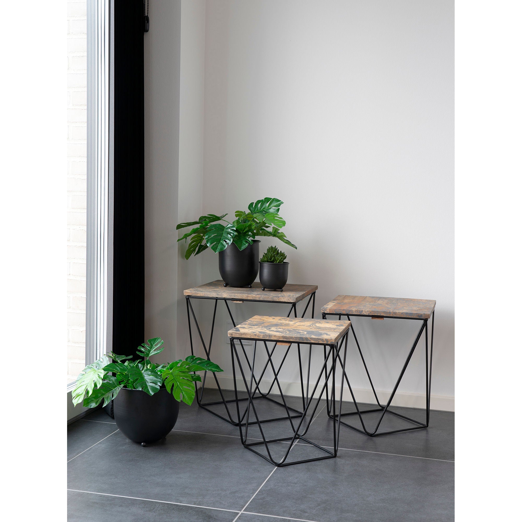 Dom Nordic Monstera