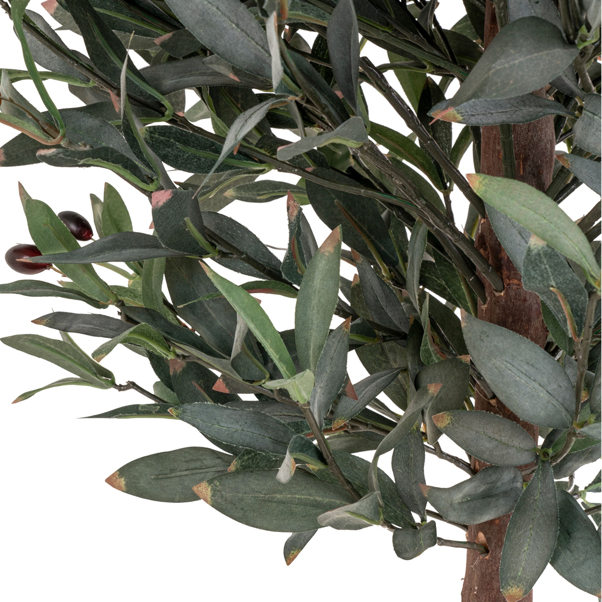 Dom Nordic Olive Tree