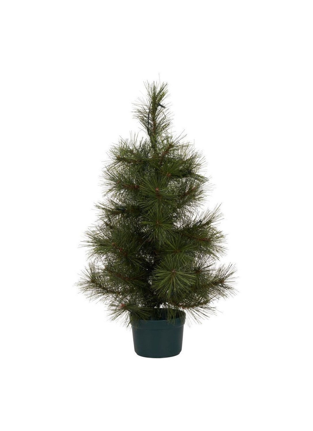 Choinka Doktora Doktora w. LED, hdpinus, natura