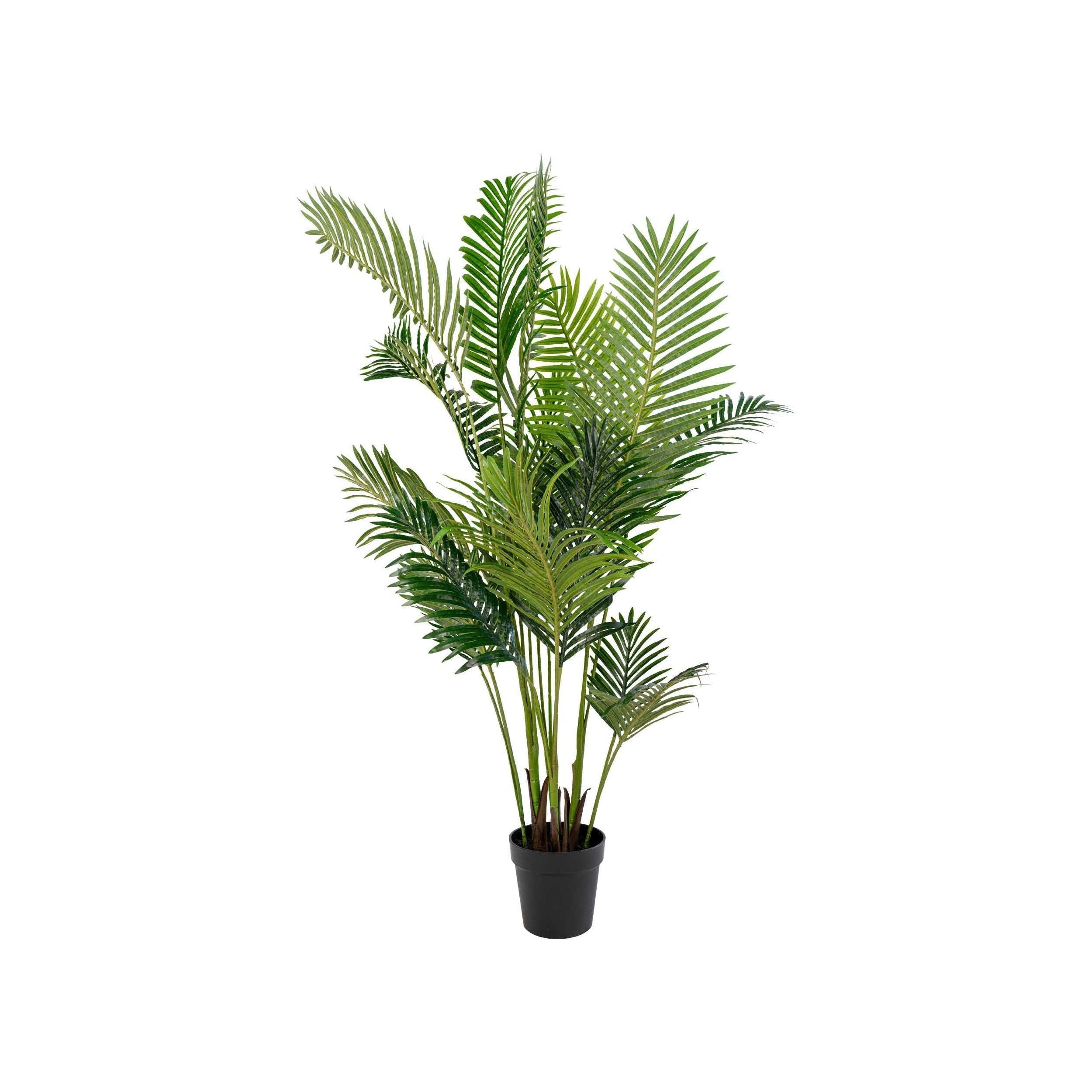 Dom Nordic Areca Palm