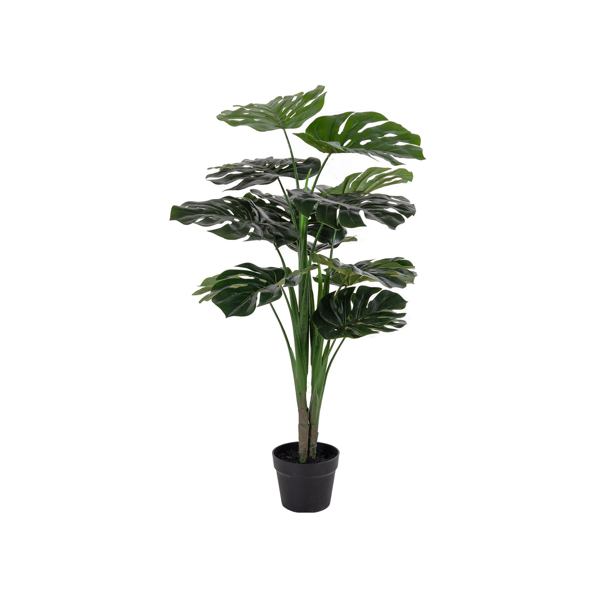 Dom Nordic Monstera