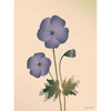  geranium plakat 50 x 70 cm nago