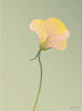 Vissevasse nasturtium plakat 15 x 21 cm, zielony