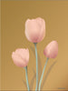 Vissevasse Tulip Plakat 15 x 21 cm, bursztyn