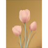  Tulip Plakat 50 x 70 cm bursztyn