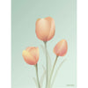  Tulip Poster 50 X70 Cm Mint