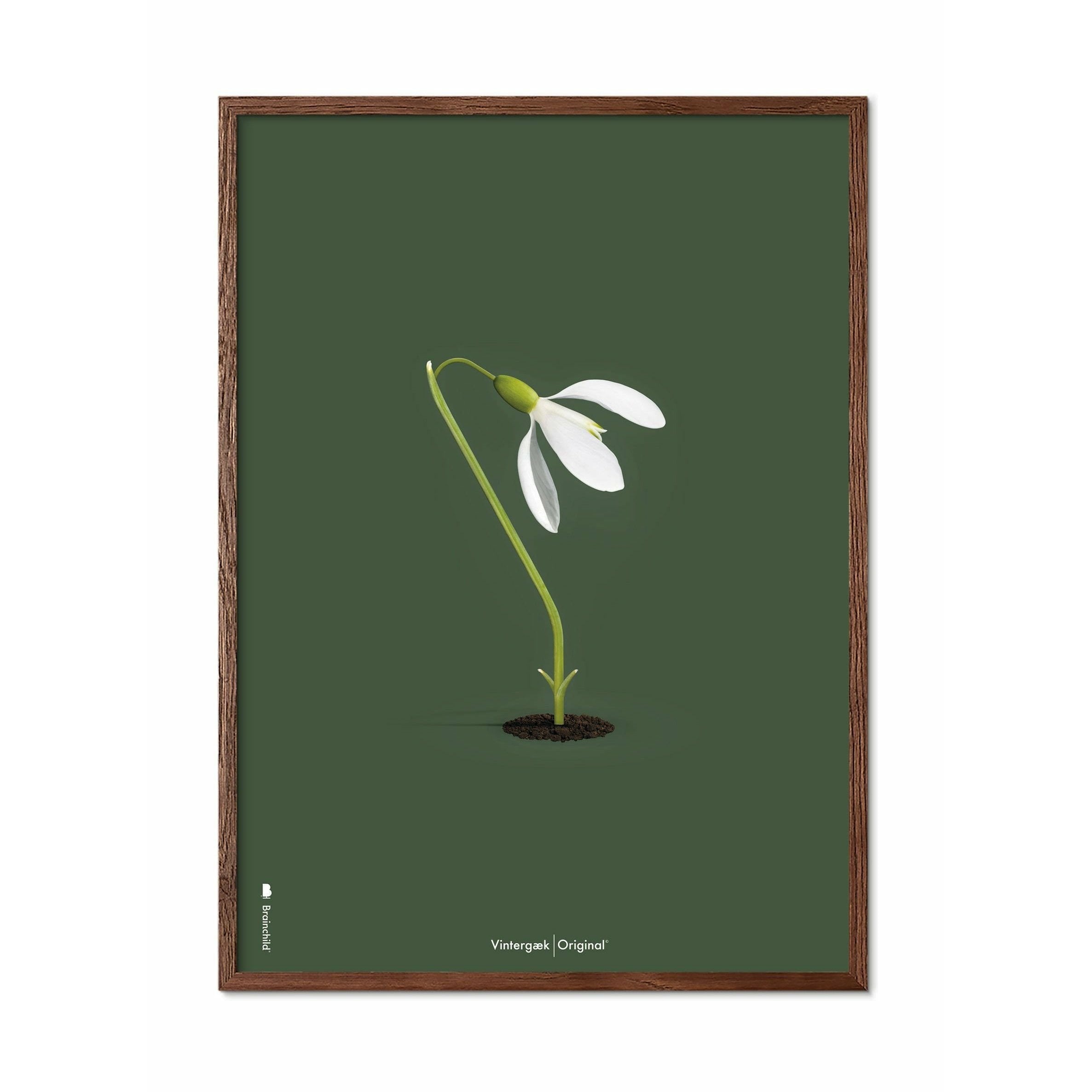 Brainchild Snowdrop Classic Poster, Frame Made Of Dark Wood 70x100 Cm, Green Background