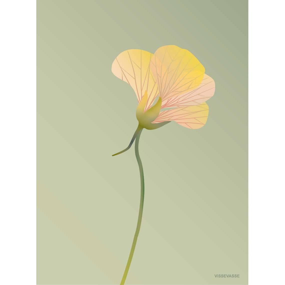 Vissevasse nasturtium plakat 30 x 40 cm, zielony